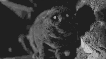 Gif-cats-creepy-477599