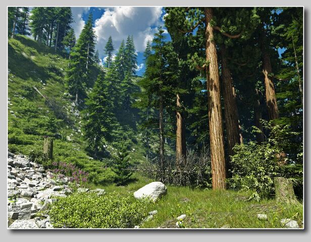 File:Mountainforest.jpg