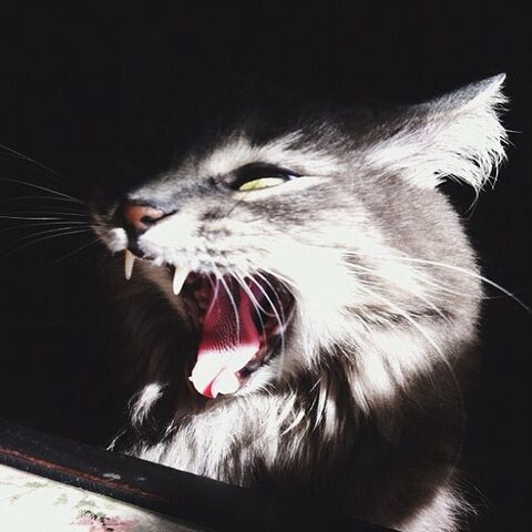 File:Evil-kitty--large-msg-134918372773.jpg