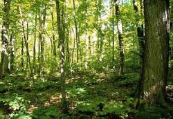 HiddenForest