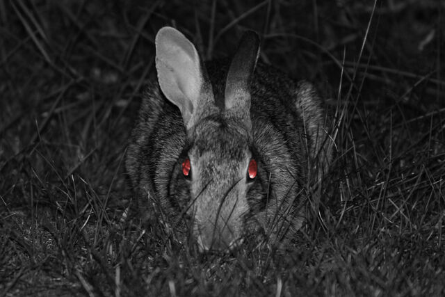 Datei:Rabbit.jpg