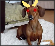 Spooky ass wiener dog