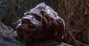 Rat