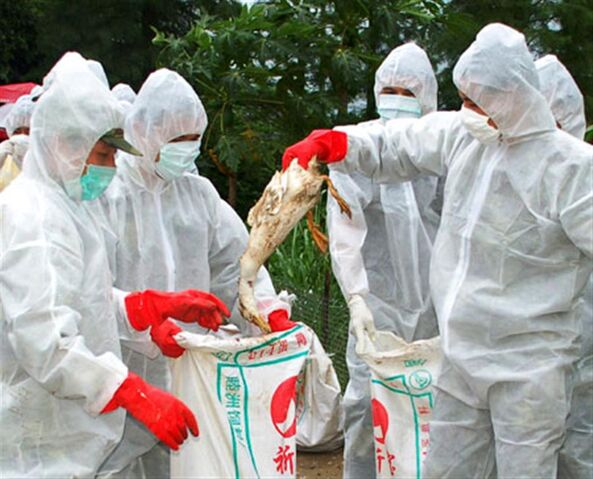 File:Bird flu.jpg