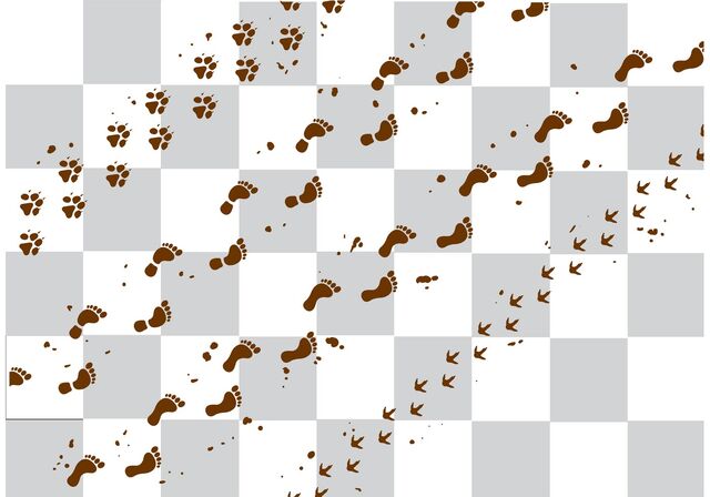 File:Muddy footprints.jpg
