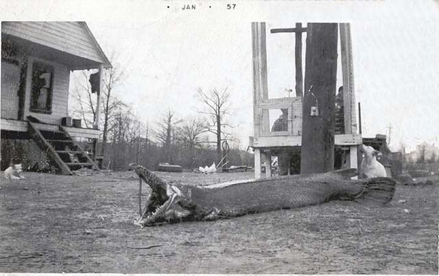 File:Web pic gar.jpg
