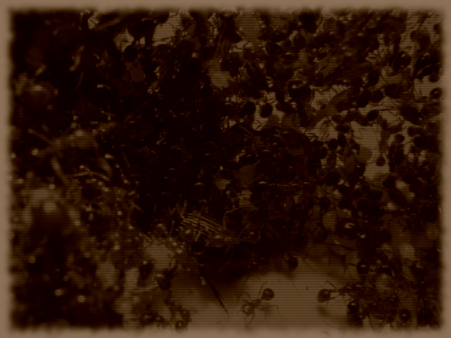 File:Ants.png
