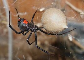 800px-Black Widow Spider 07-04-20
