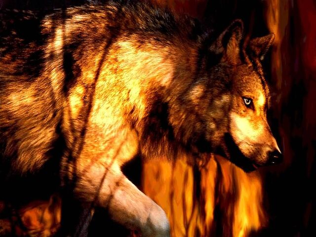 File:Wolf on the hunt.jpg