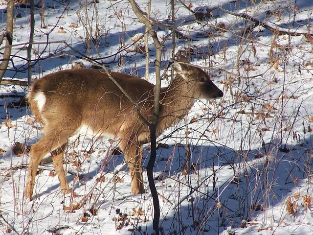 File:The deer by sulfide-d59ly48.jpg
