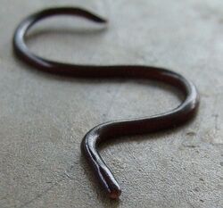 Blind-snake