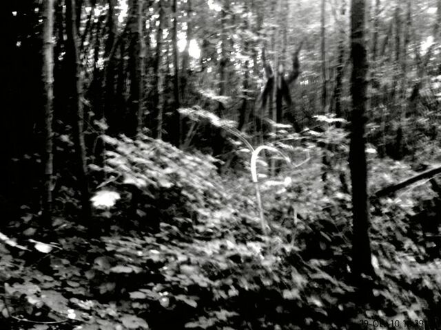 File:Slender forest 3.jpg