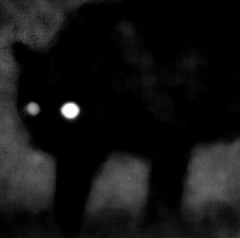 File:TheKillCatShadow.jpg
