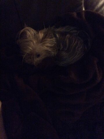 Datei:YorkshireTerrier.jpg