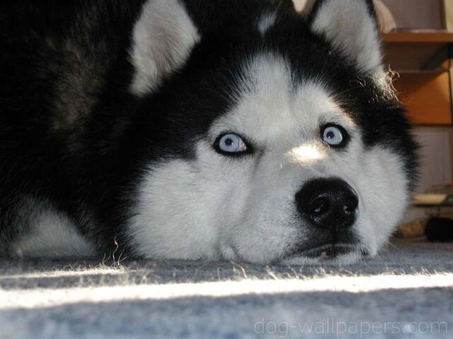 File:Cute-Husky-Siberiano-Dogs-Sleeping-Wallpapers.jpg