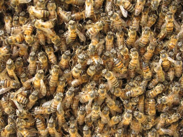File:Swarm of bees at honeycomb1.jpg
