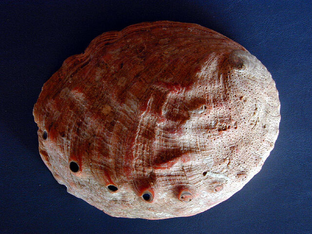 File:Abalone shell.jpg