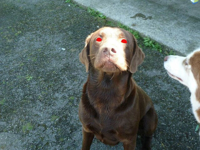 File:Demon dog.jpg