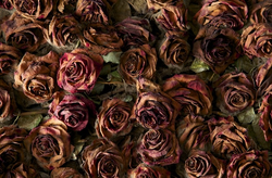 Deadroses