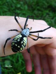 Argiope 1 by graveyardcat-d4dlqzv