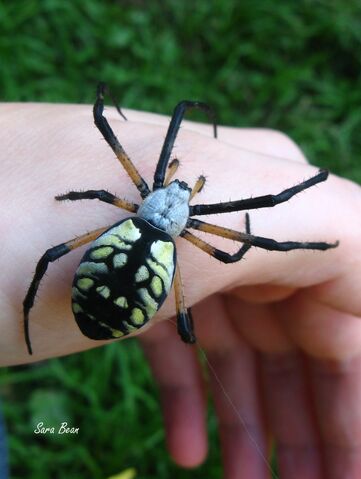 File:Argiope 1 by graveyardcat-d4dlqzv.jpg