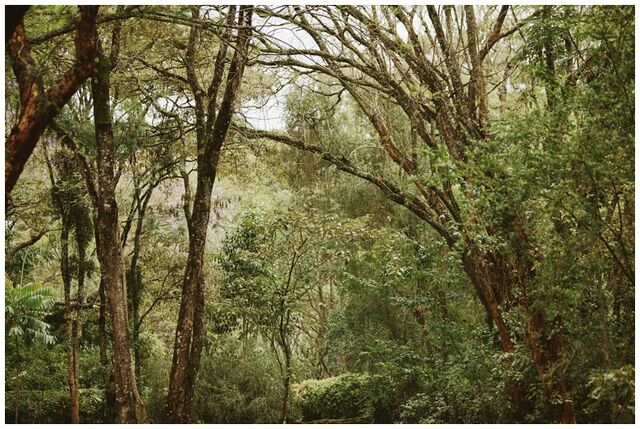 File:Jungle.jpg