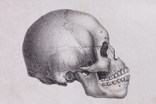 Skull-1984439 1920