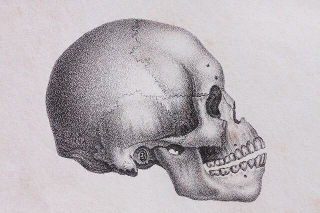 Datei:Skull-1984439 1920.jpg