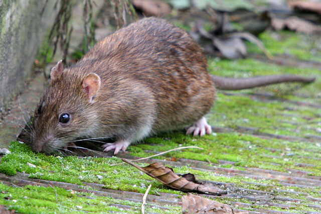 File:Brown rat.jpg