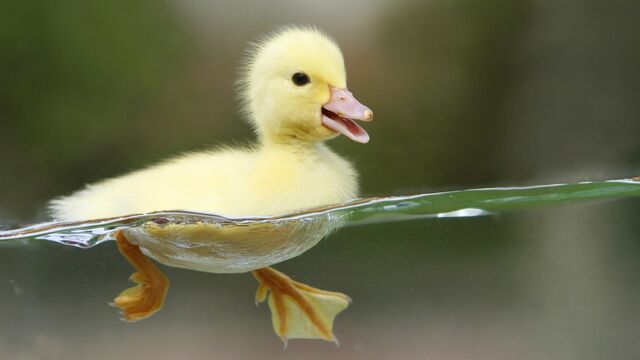 Datei:Ente.jpg