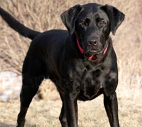 SchwarzerLabrador