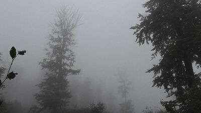 Nebelbild Creepypasta