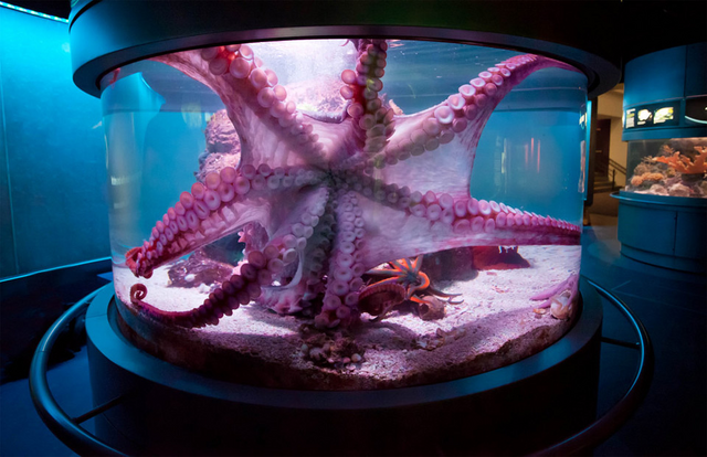 File:Octopus.png