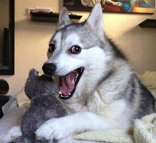 File:Happy husky reporting in do you read me 5ffec829d9a23c2dce7a36f9aff78d5a.jpg