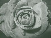 Die Rose
