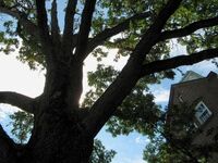 Oak-tree