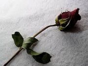 Rosa Muerta.jpg