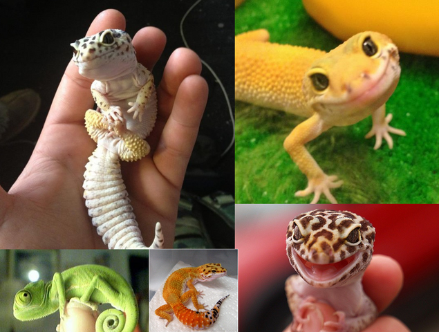 File:CuteLizards.png