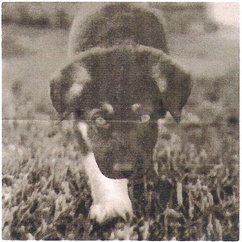 File:Untitledpuppie.jpg