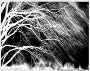 WEEPING-WILLOW-TREE-IN-BLACK-AND-WHITE