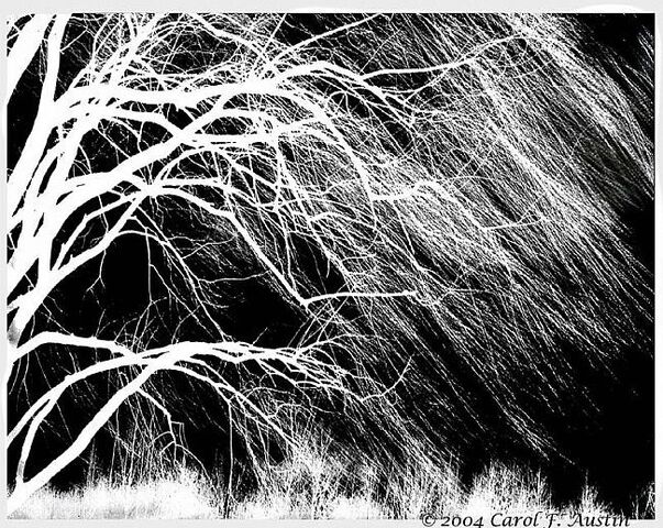 File:WEEPING-WILLOW-TREE-IN-BLACK-AND-WHITE.jpg