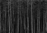 Alone woods