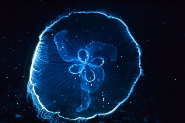 File:Moonjelly.jpg
