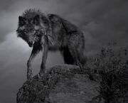 0909140621371wolf 82 r