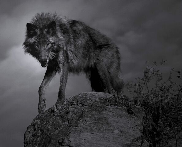 File:0909140621371wolf 82 r.jpg