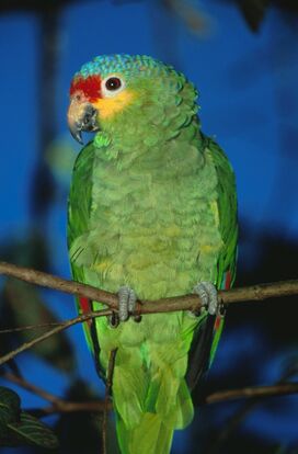 Loro.jpg
