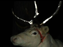 WPTV-Reindeer2 1392924676682 3054175 ver1.0 640 480