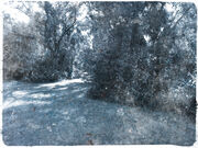 Path