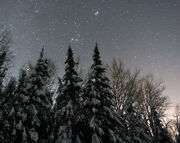 Pleiades snow spruce Jan 3 2010 SMALL