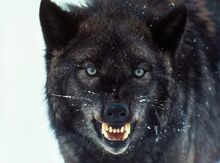 Happysunwerewolf